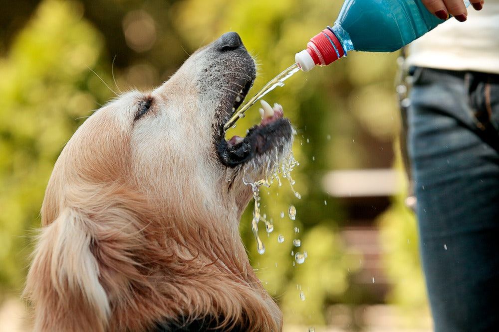 Hot Summer Tips for Pet Safety